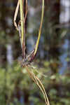 False hop sedge